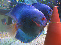 discus